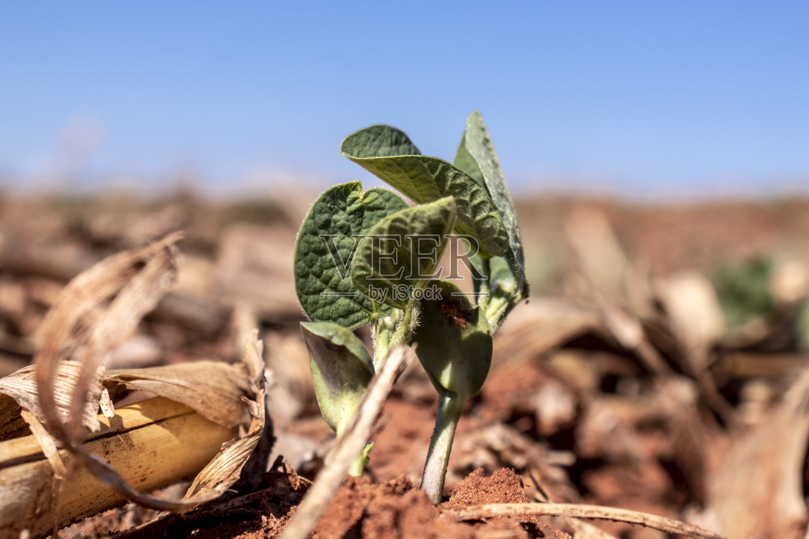 绿色大豆植物的叶片在耕作的田地照片摄影图片