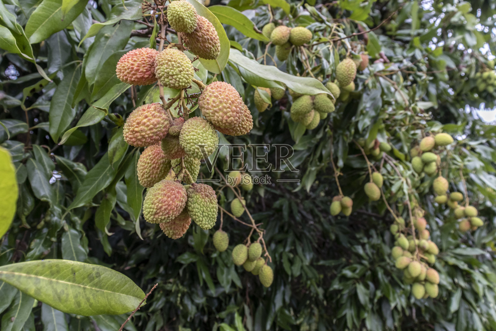 未成熟的绿色荔枝挂在荔枝树上照片摄影图片