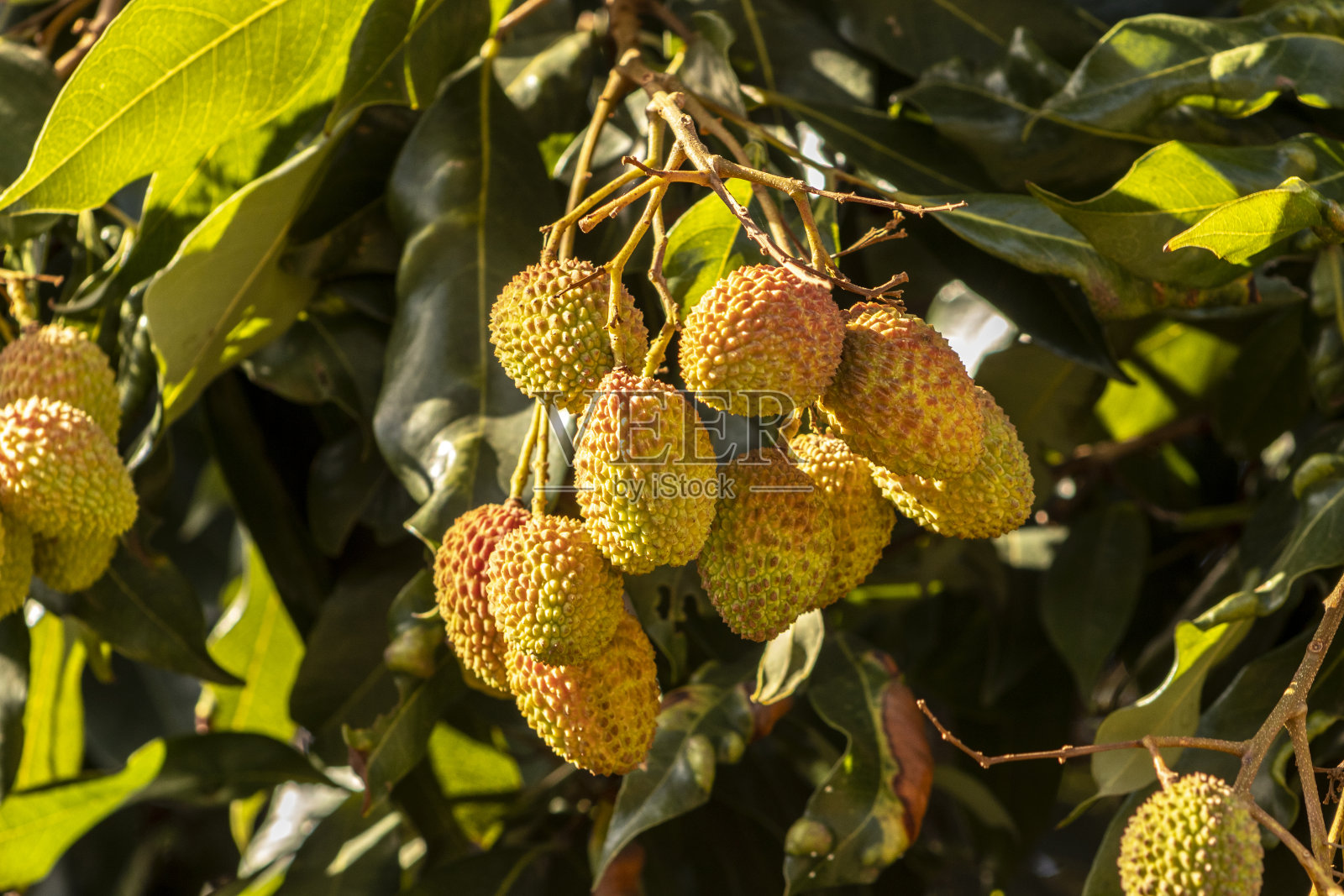未成熟的绿色荔枝挂在荔枝树上照片摄影图片