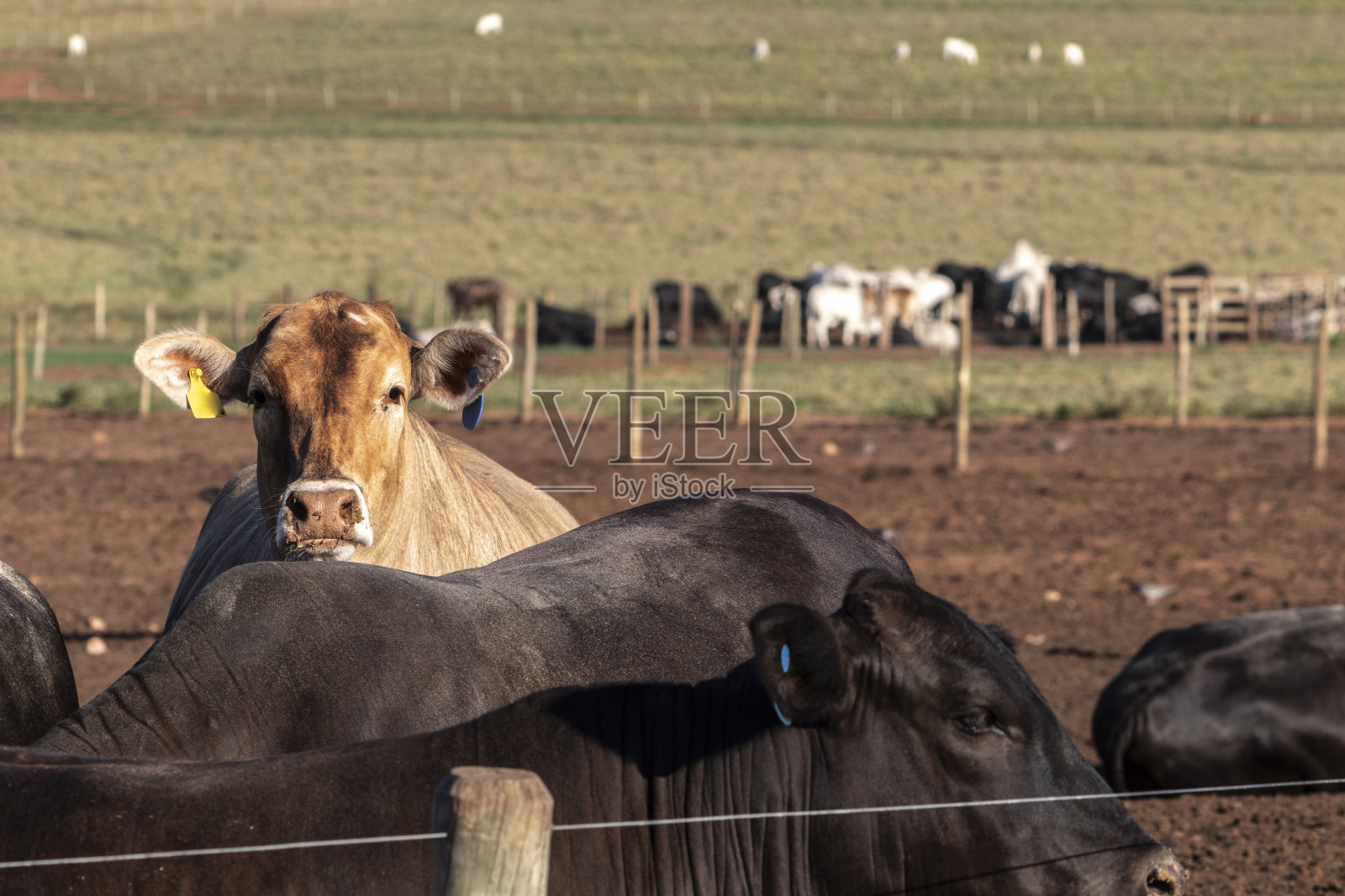 安格斯牛监禁照片摄影图片