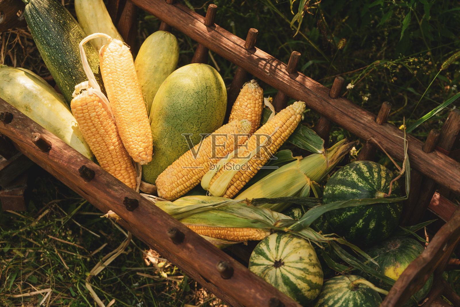 收获节用一个木制的马槽与礼物的玉米，西瓜，西葫芦站在花园附近的房子装饰照片摄影图片