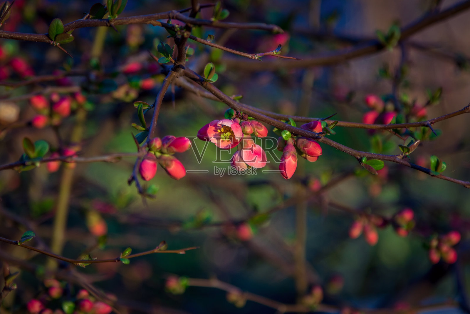 美丽的春天背景-树枝上的蓓蕾和红色的花朵照片摄影图片