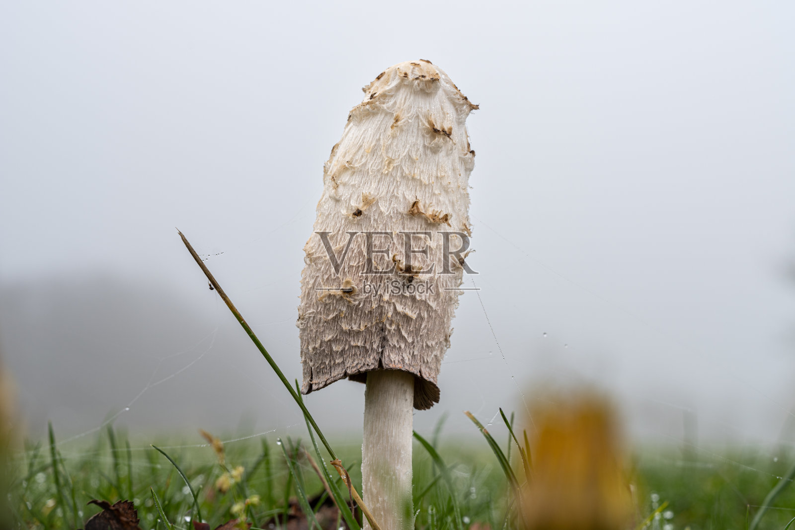 一张白色真菌的图片。绿色的草和白色朦胧的天空在背景照片摄影图片