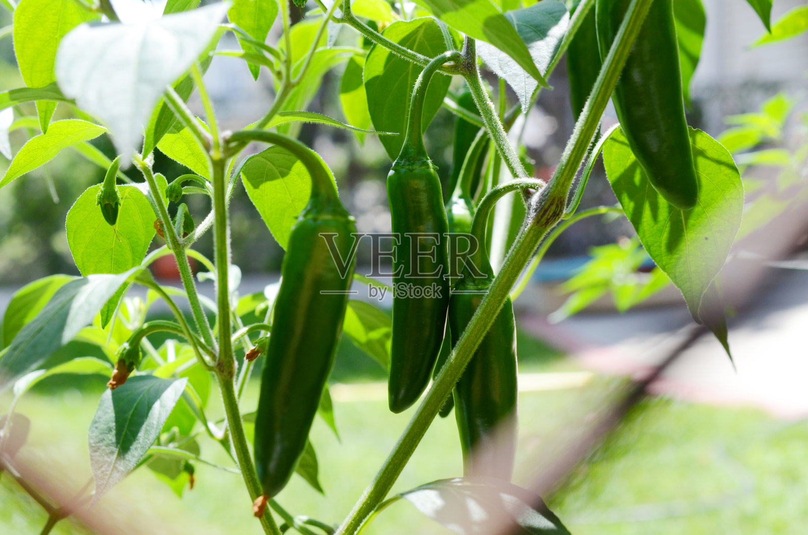 篱笆后面种着辣椒树照片摄影图片
