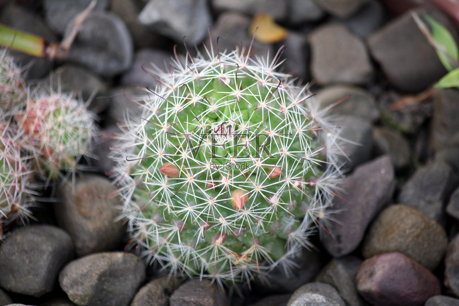 盆栽桶形仙人掌，周围环绕着鹅卵石照片摄影图片