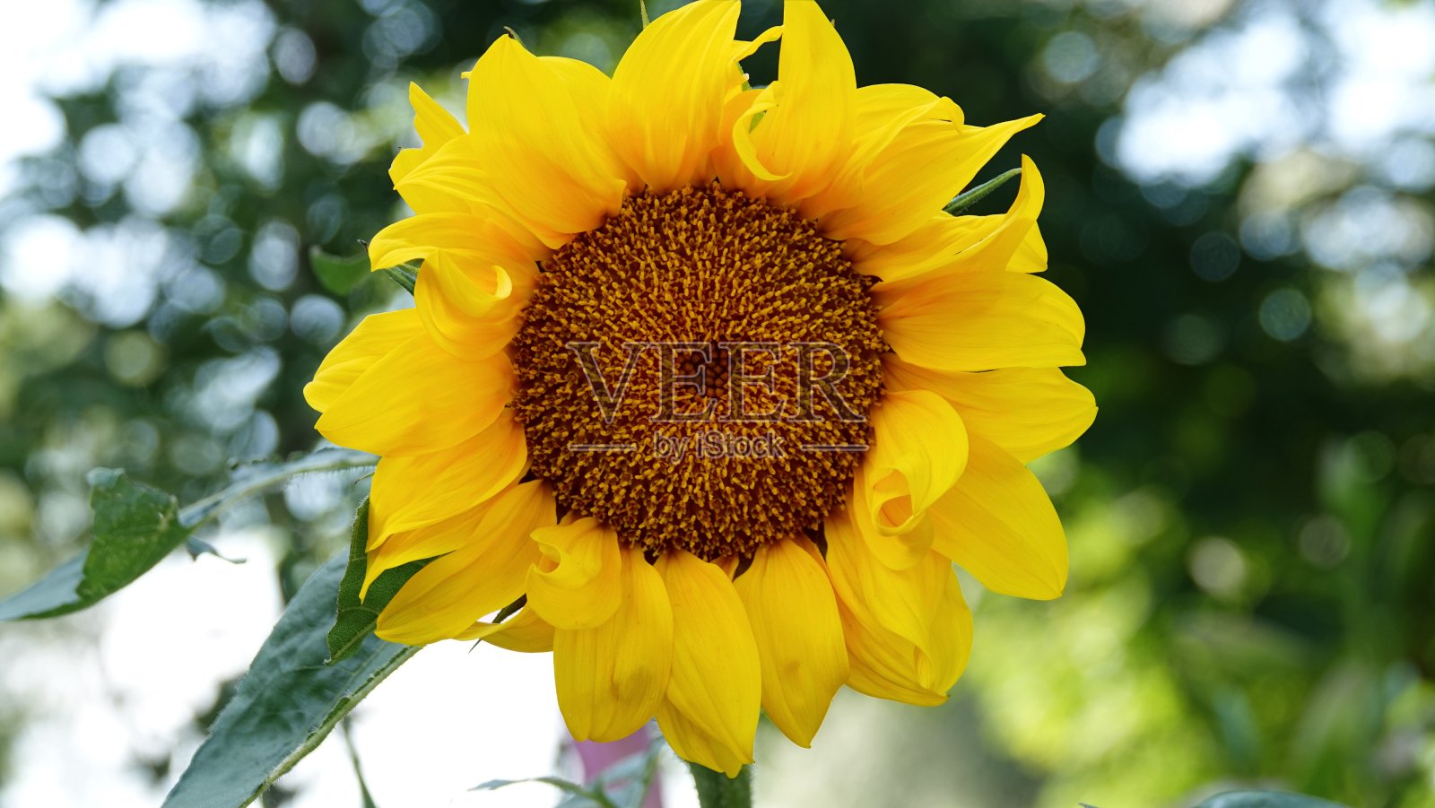 一朵朵盛开的向日葵，在花园里，植物，黄色的，开花了照片摄影图片