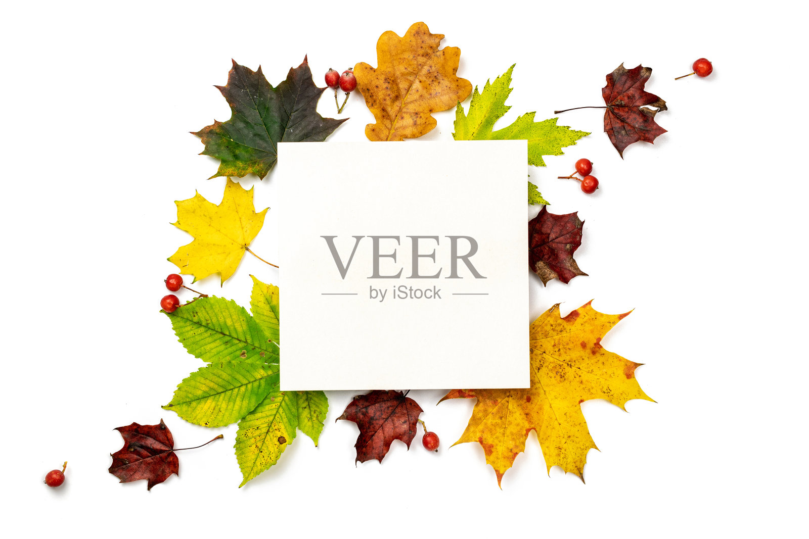 秋叶背景。干燥的绿叶，黄叶和红浆果的形状框架孤立在白色背景空白文字。感恩节或万圣节的概念。照片摄影图片