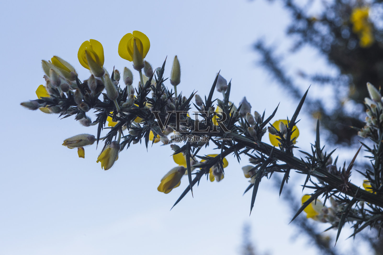 金雀花(欧洲金雀花)盛开照片摄影图片