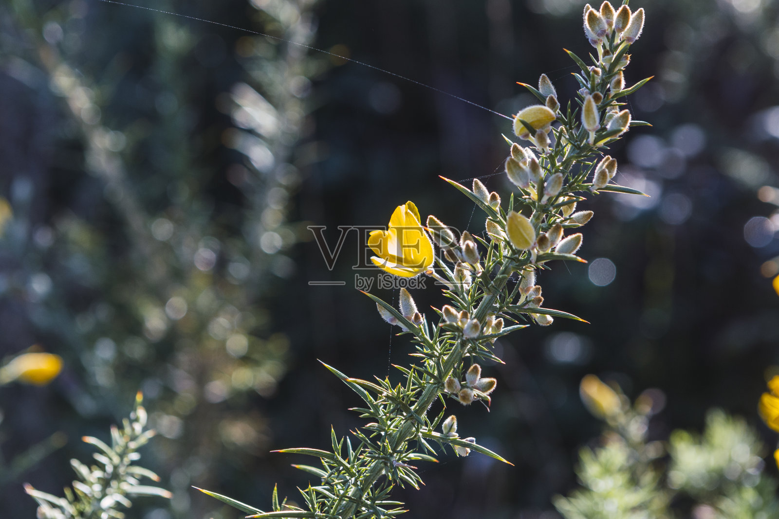 金雀花(欧洲金雀花)盛开照片摄影图片