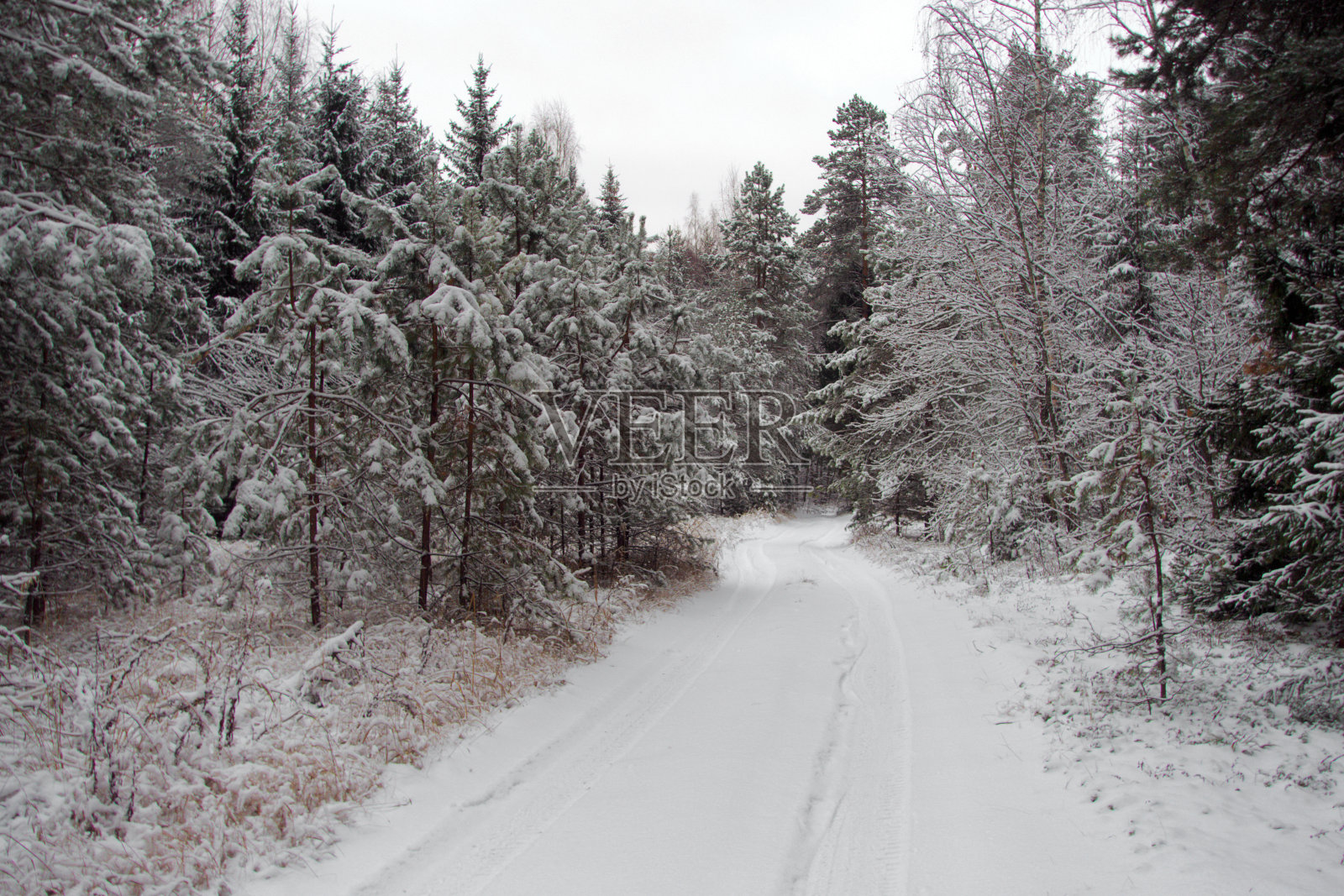 冬天的霜冻日，在美丽的雪林。照片摄影图片