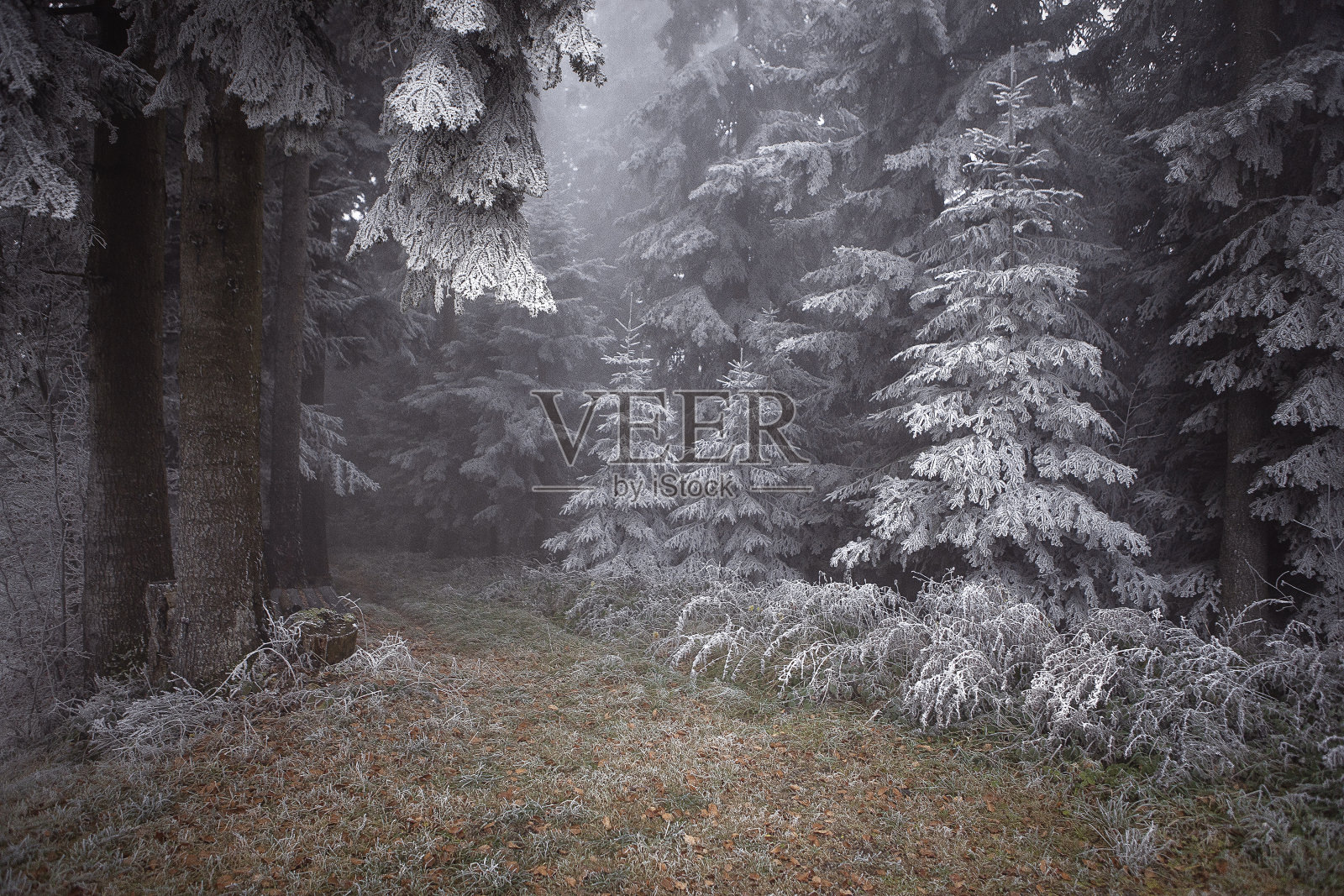 大气场景在雾蒙蒙的冰冻森林与小路。秋天神奇的景色与第一雪。雾中的松树上结霜。照片摄影图片