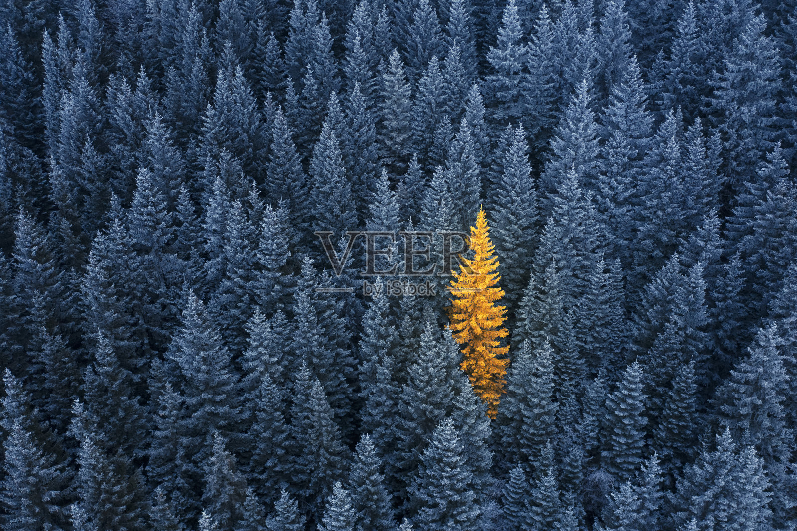 团队合作和个人。特别和卓越的概念。照片摄影图片