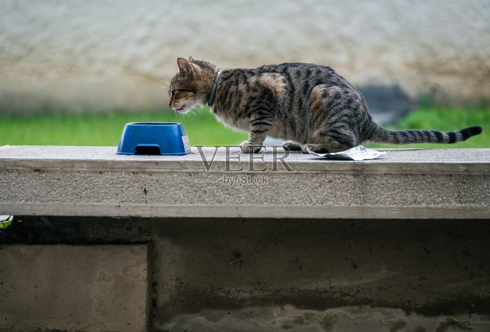 可爱的小猫在塑料碗上吃东西。家畜。照片摄影图片