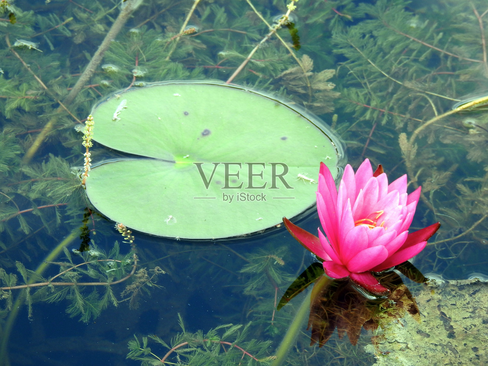 荷叶和花照片摄影图片