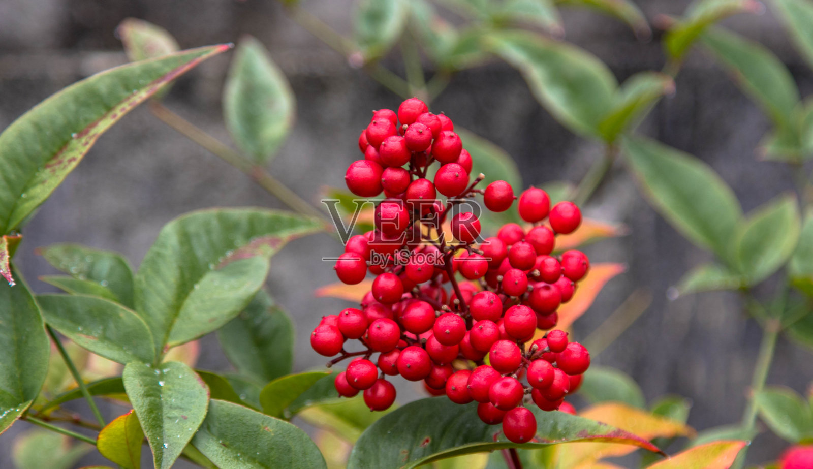 山楂红浆果照片摄影图片