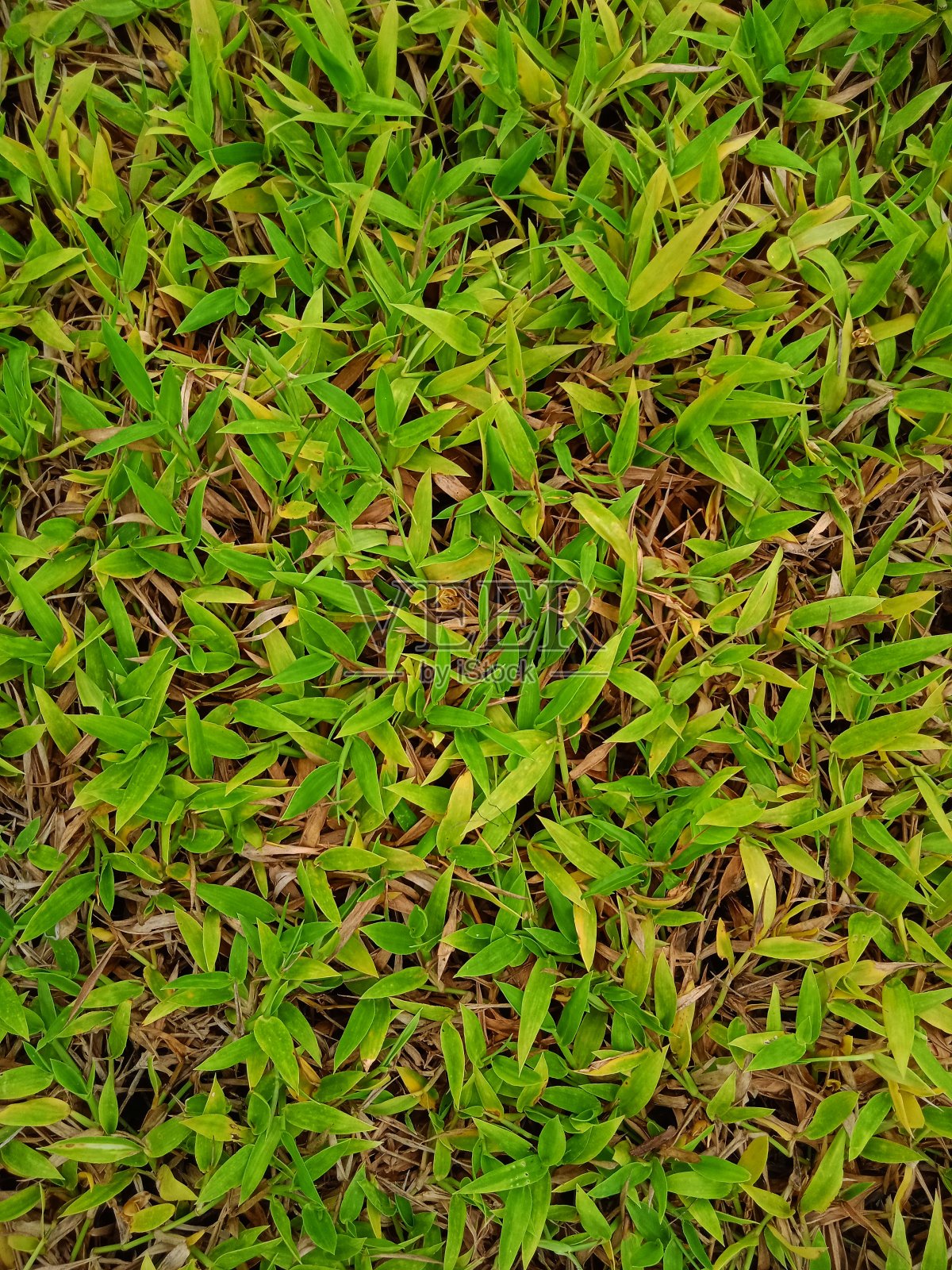 旁边的院子里有绿草照片摄影图片