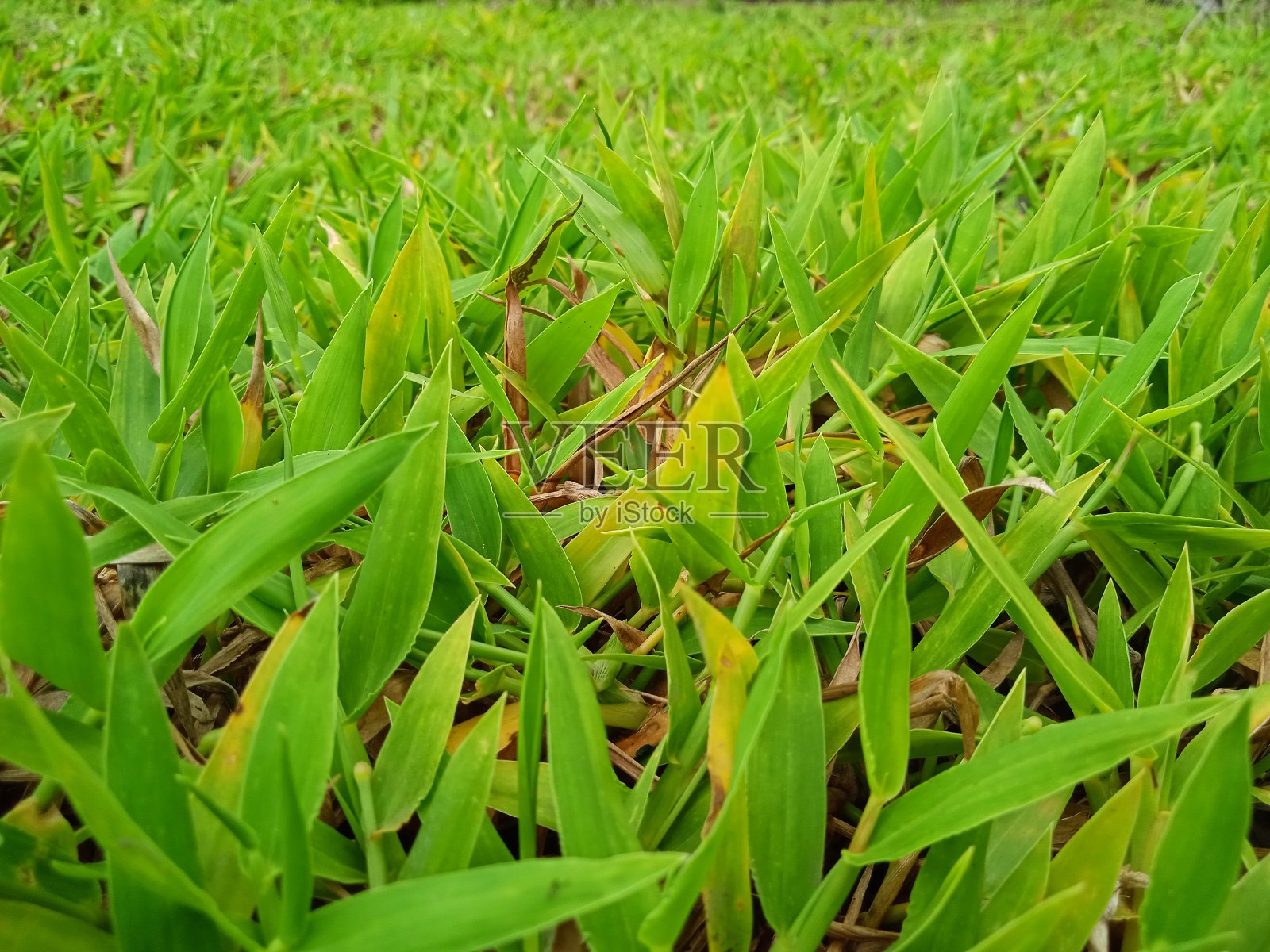 旁边的院子里有绿草照片摄影图片