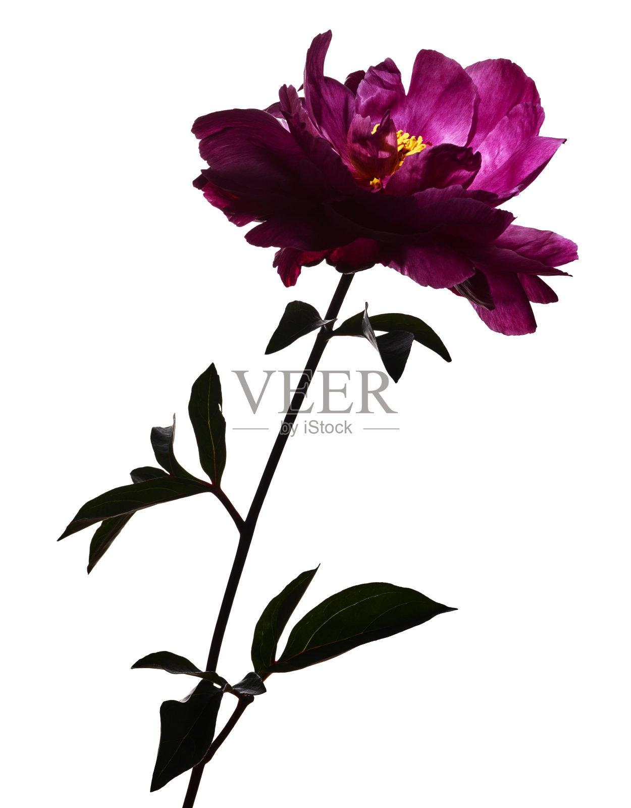 美丽的牡丹花照片摄影图片