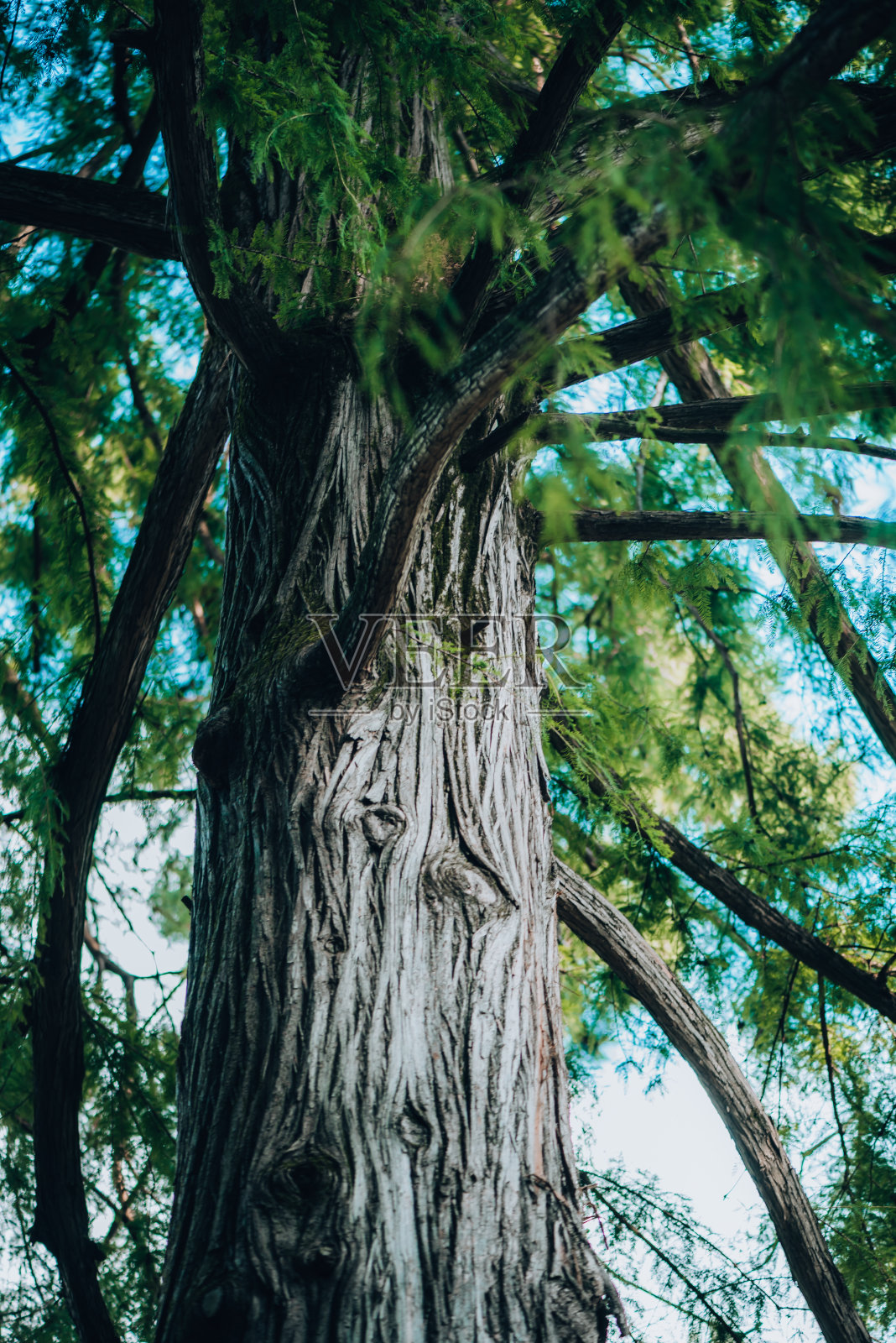 植物和花:一种红杉植物的树皮-红杉-柏科照片摄影图片