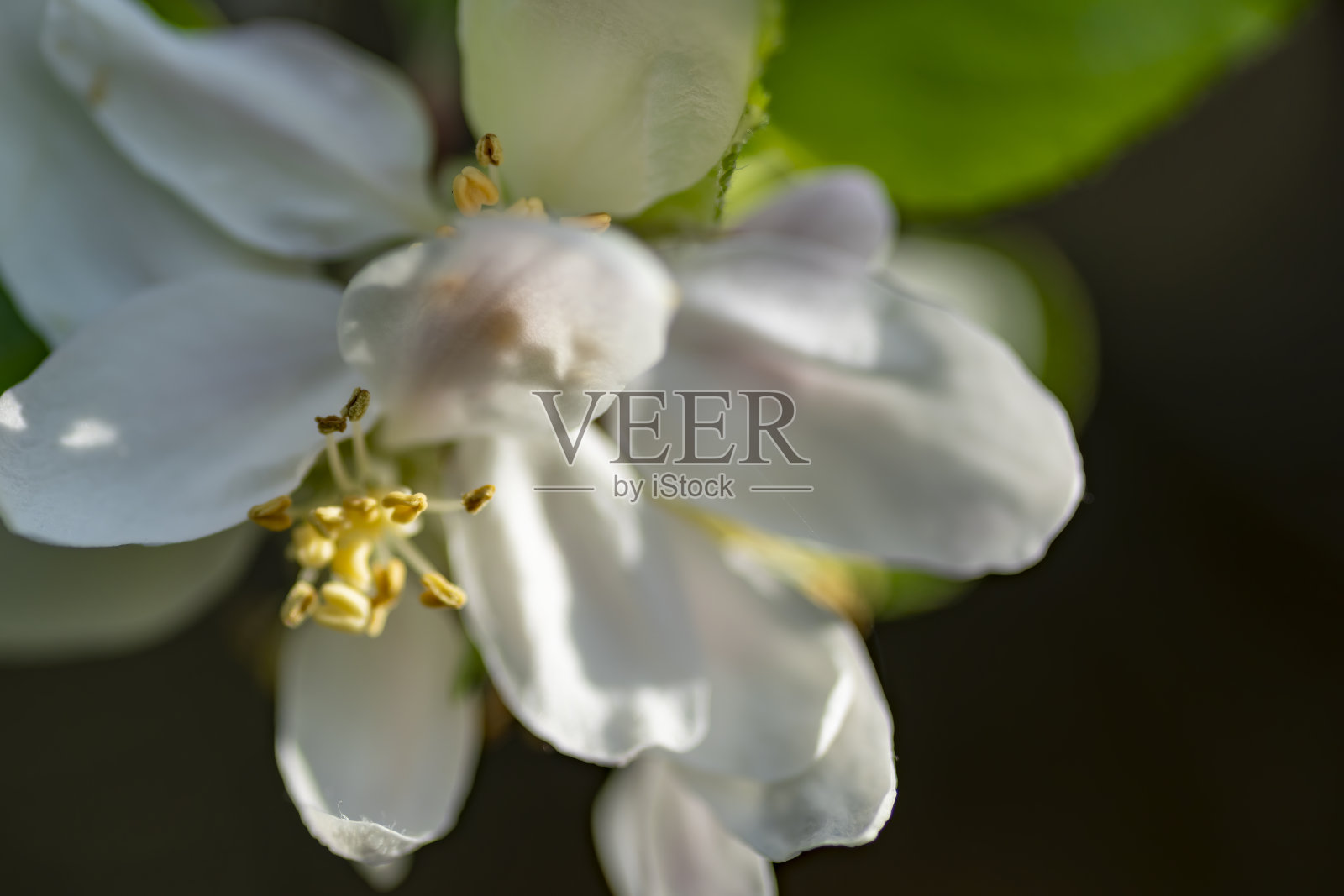 树上的花朵照片摄影图片