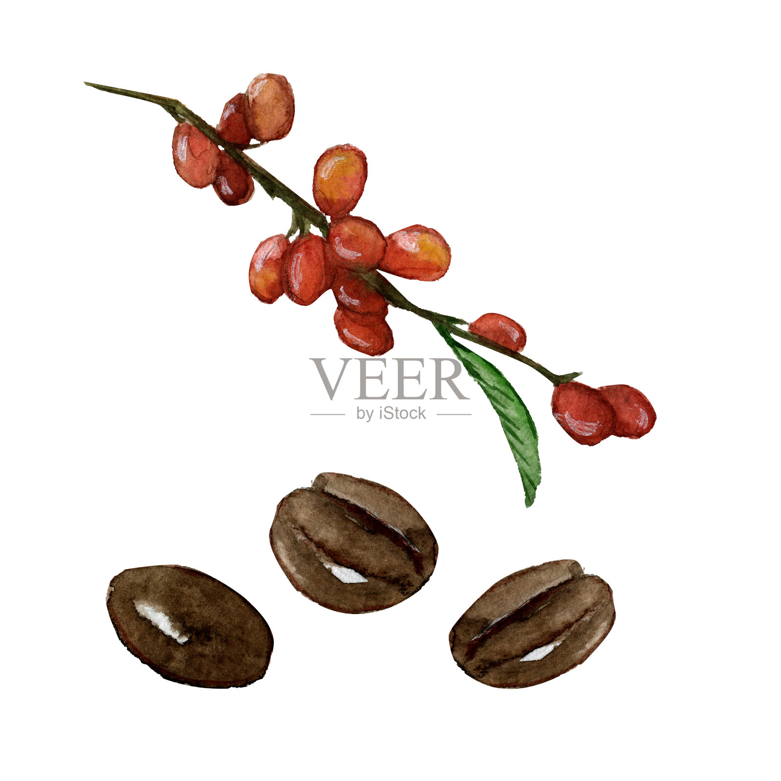 生咖啡豆和烘培咖啡豆插画图片素材