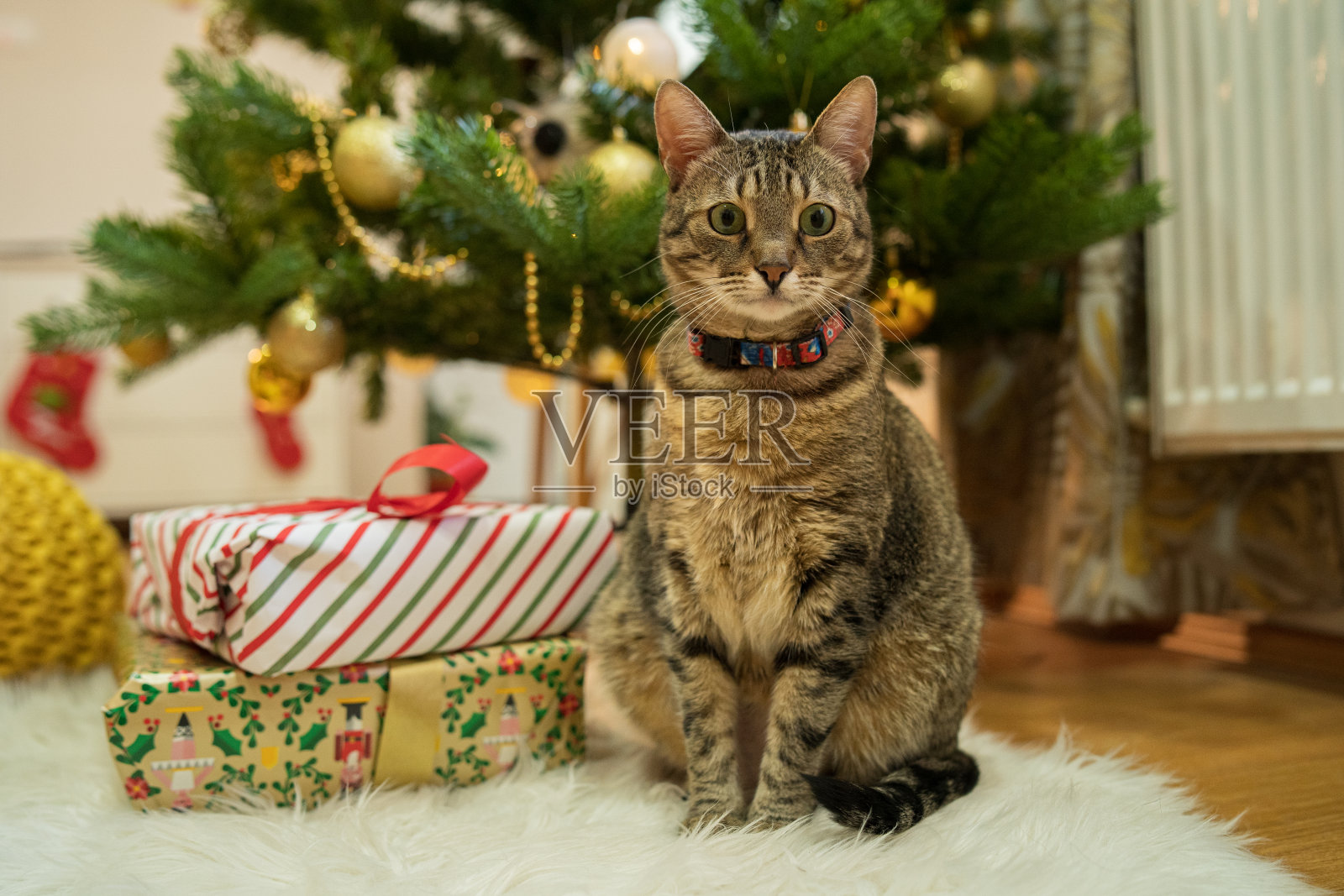 美丽的猫坐在圣诞装饰附近照片摄影图片