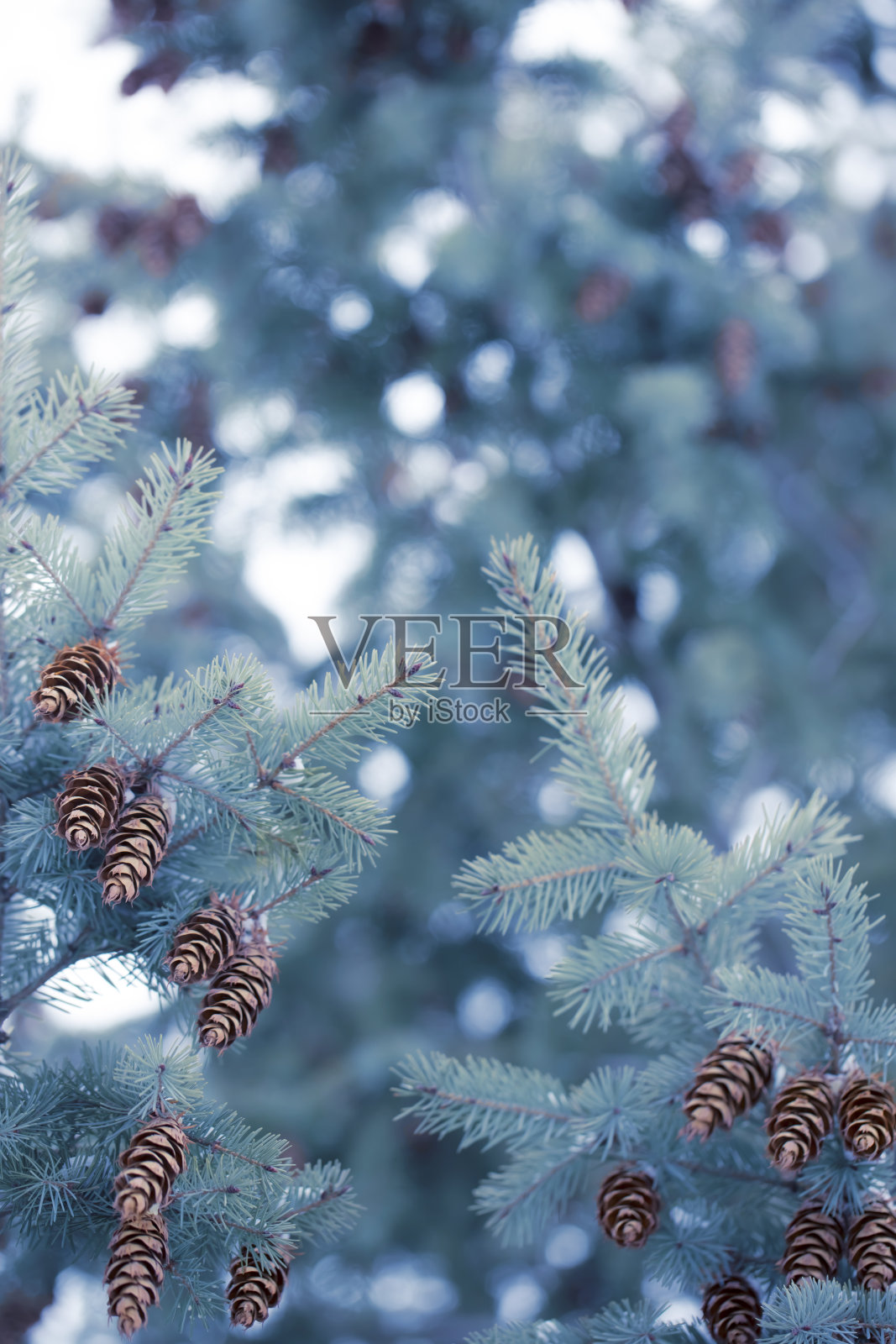 有云杉球果的冷杉照片摄影图片