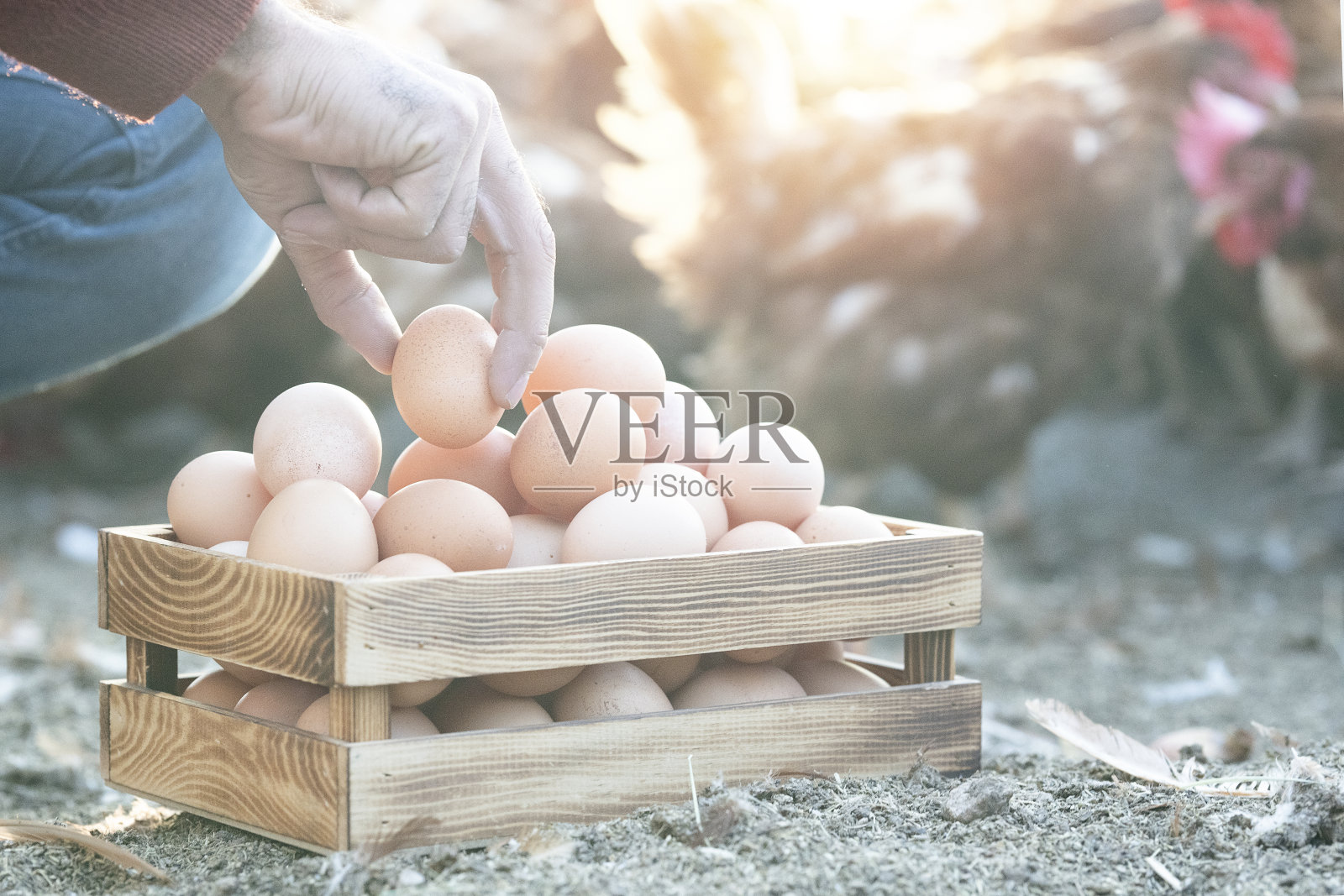 农夫正从鸡蛋筐里拿鸡蛋。照片摄影图片