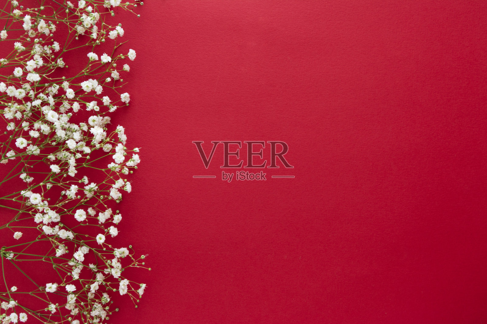 在红色背景上孤立的Gypsophila。副本的空间。照片摄影图片