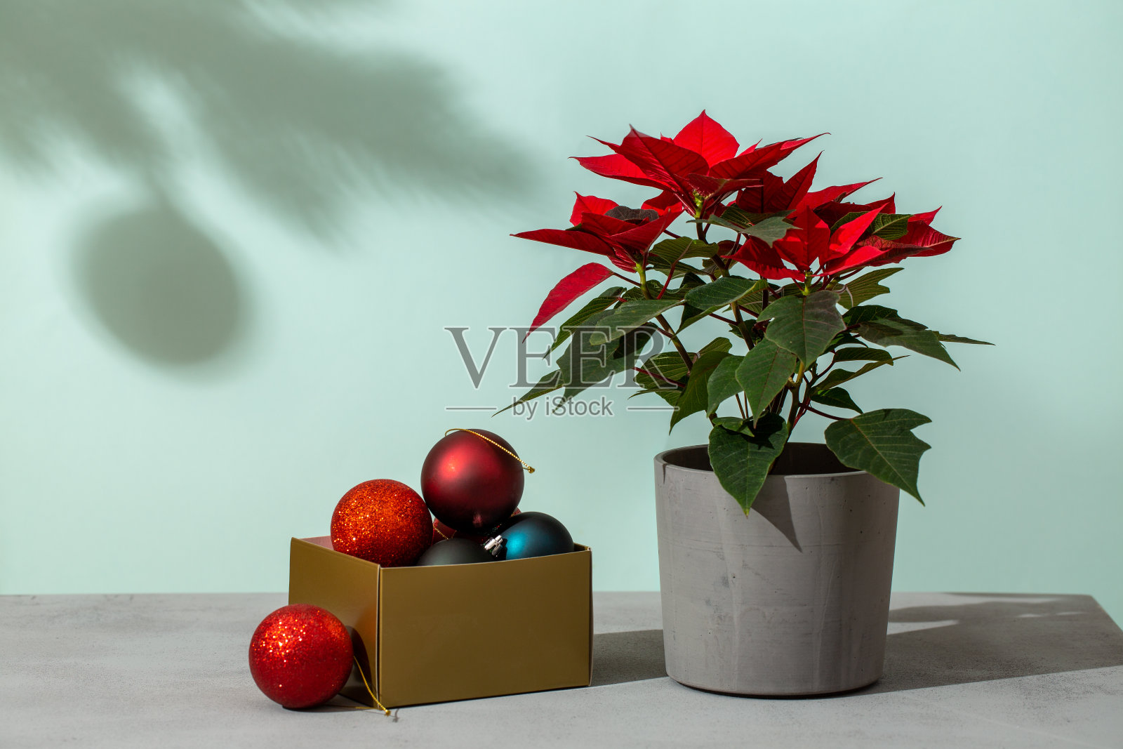 红色的一品红花和圣诞树装饰品装在盒子里，放在灰色的桌子上。灰绿色背景的圣诞装饰。副本的空间。照片摄影图片