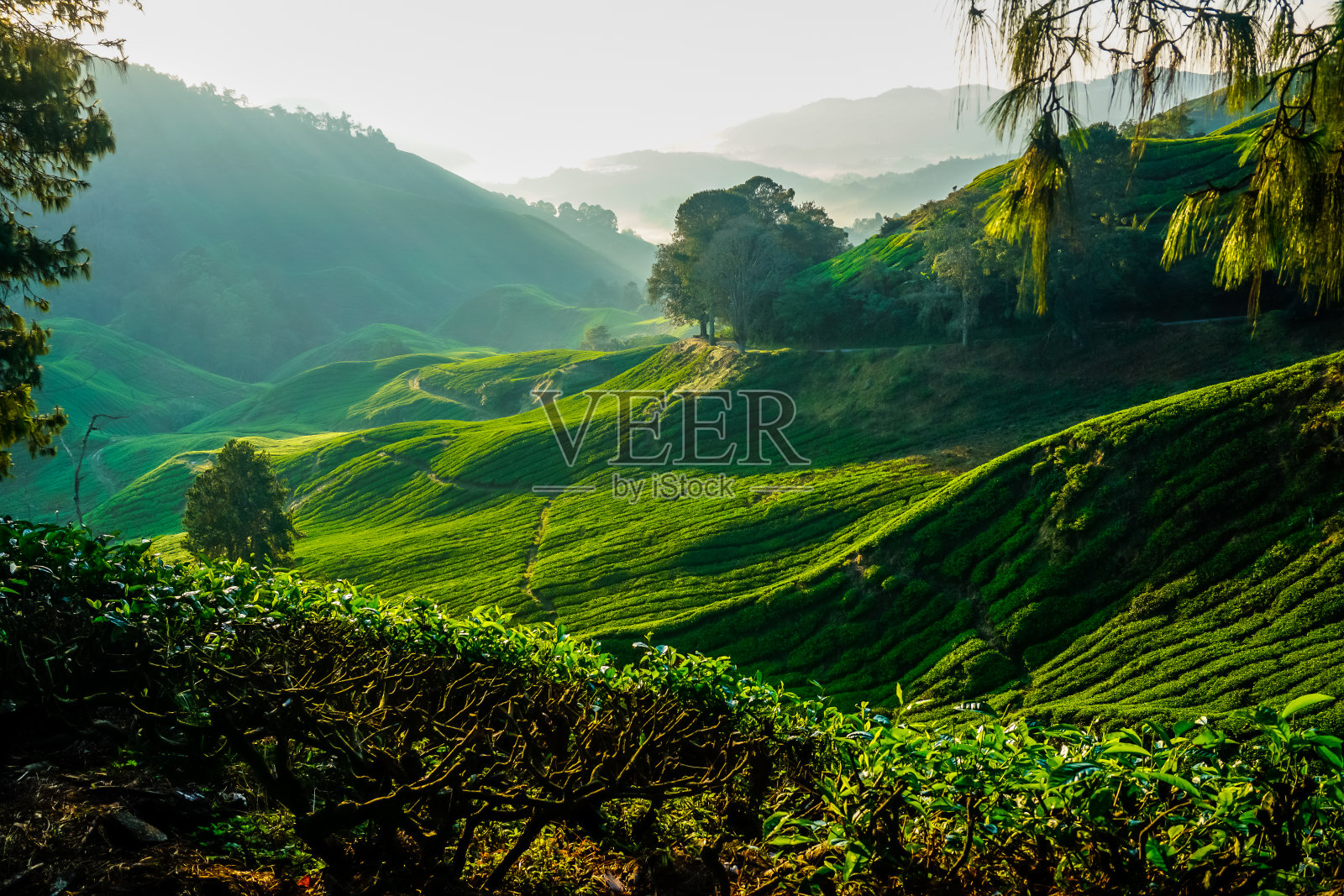 美丽的日出在马来西亚卡梅隆高地的茶园照片摄影图片