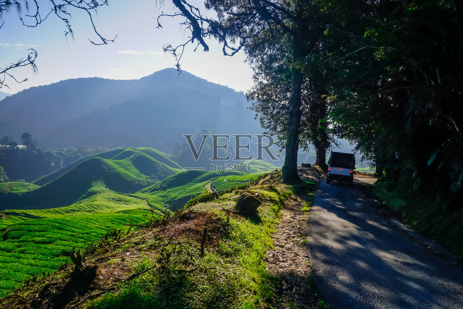 美丽的日出在马来西亚卡梅隆高地的茶园照片摄影图片