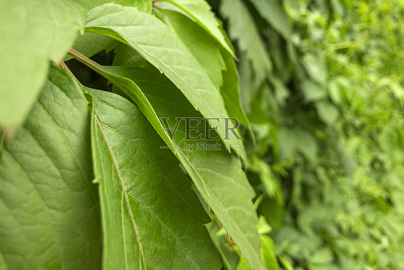 绞股蓝是南瓜科绞股蓝属的草本植物。自然背景。植物图案美丽新鲜的绿叶照片摄影图片