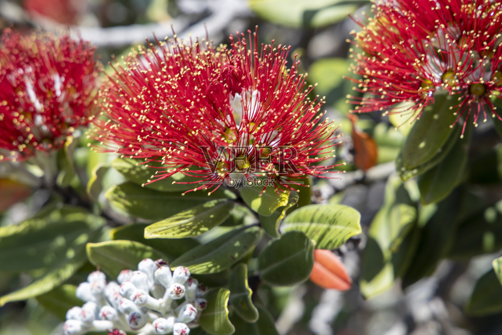 一棵波胡图卡瓦树在新西兰北岛富饶湾地区的曼加努伊山的海滨度假胜地开花照片摄影图片