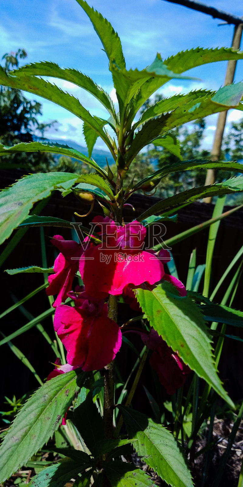 花照片摄影图片