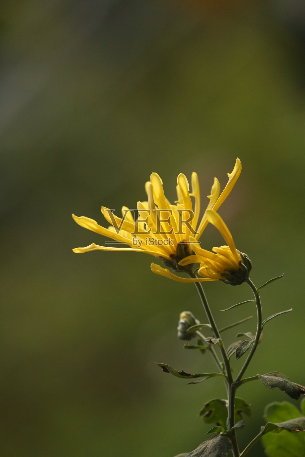 妹妹。照片摄影图片