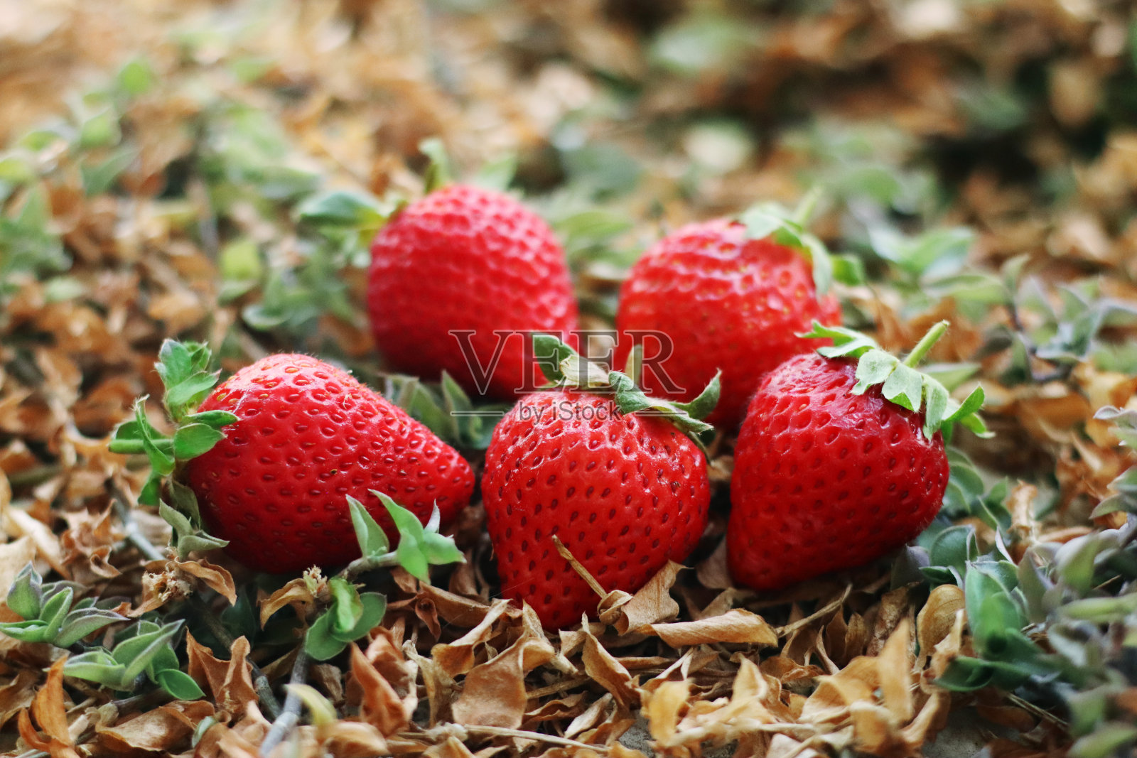 鲜红日本草莓一护照片摄影图片