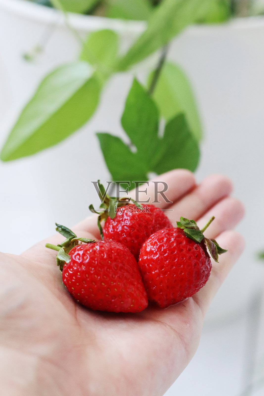 鲜红日本草莓一护手照片摄影图片