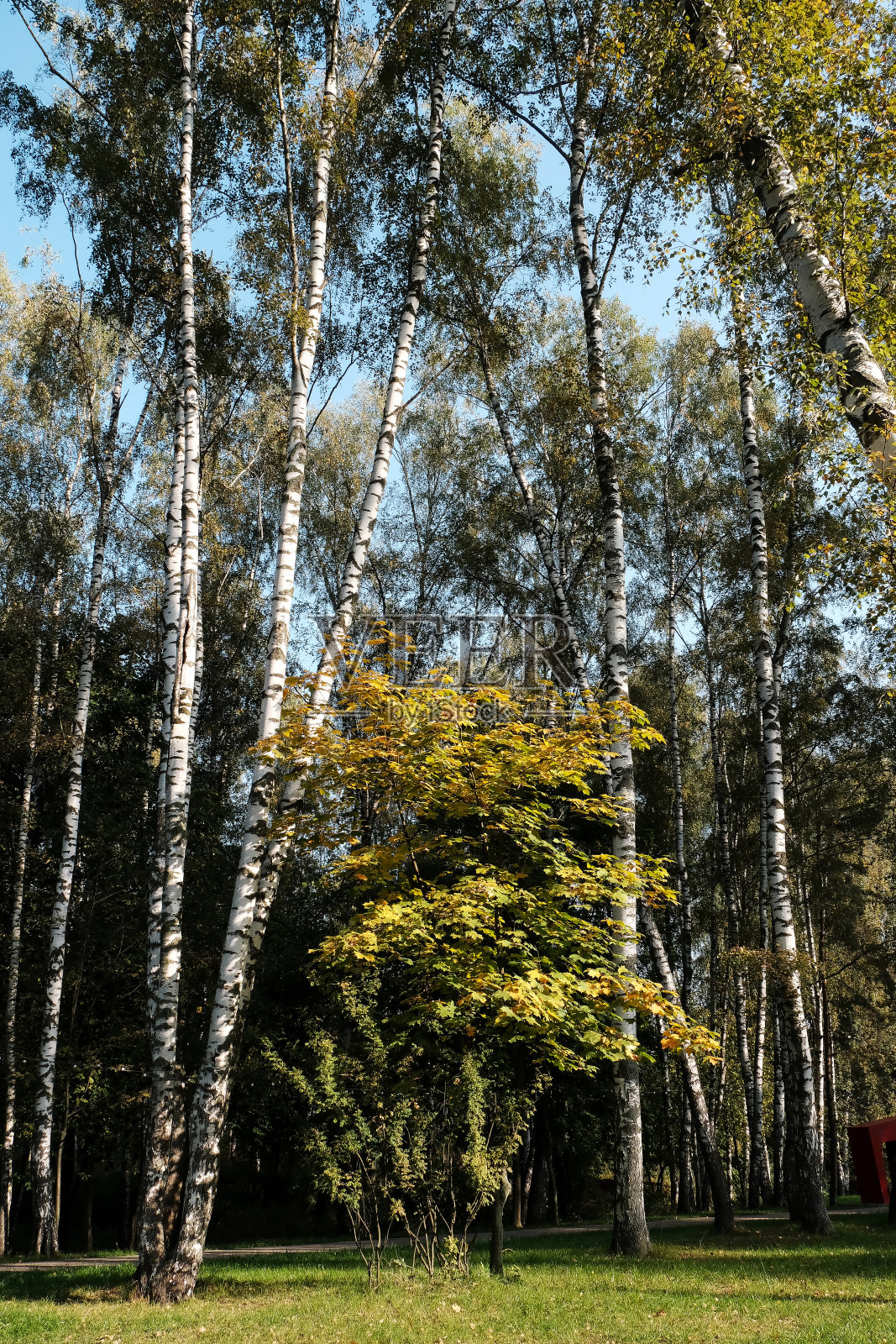 秋天的森林里有黄色的树木照片摄影图片