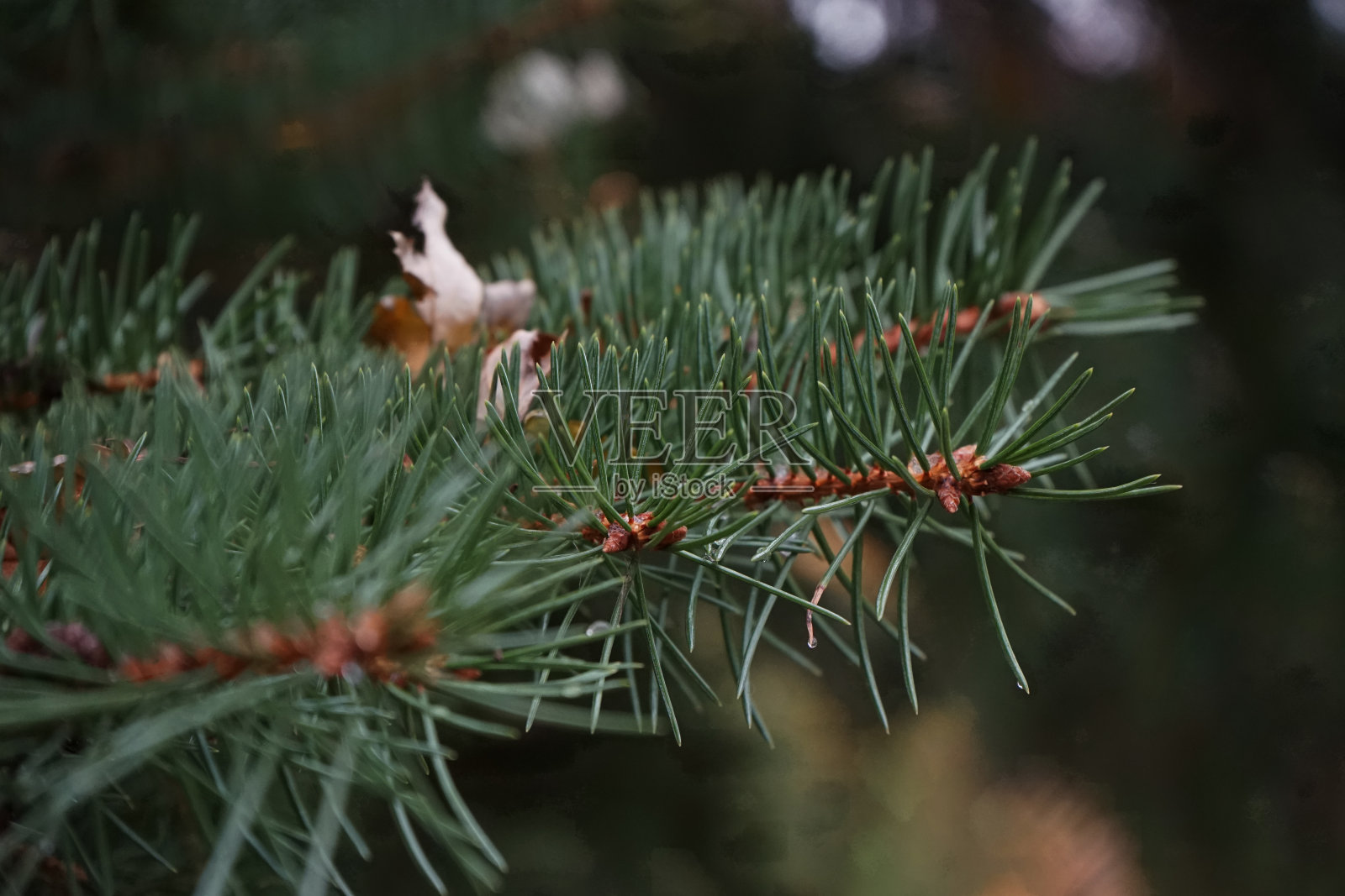 一棵松树照片摄影图片