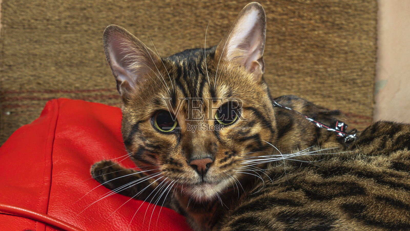 孟加拉猫躺在红色豆袋椅上。猫睁大绿色的眼睛看着我们。家畜的概念。照片摄影图片