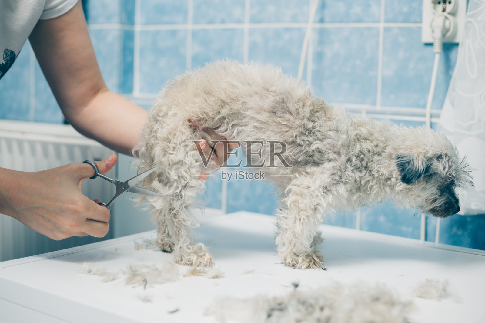 女人在家里为小狗梳洗照片摄影图片