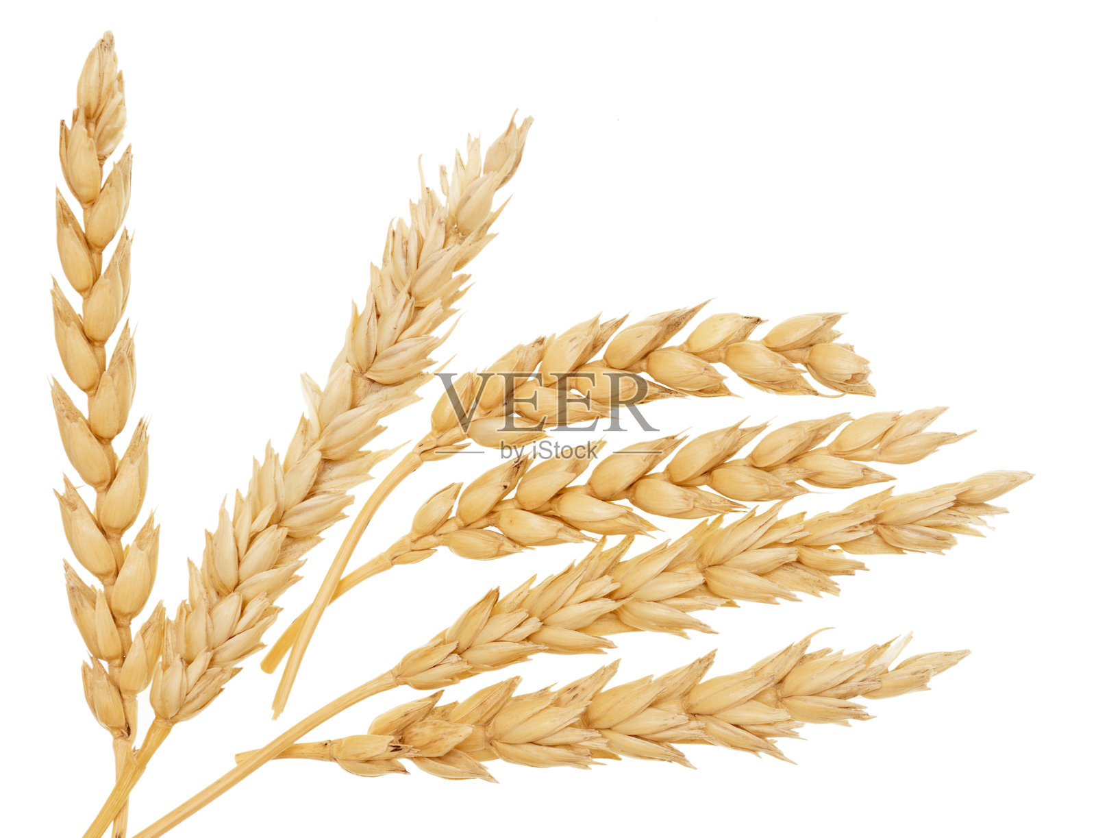 小麦在白照片摄影图片