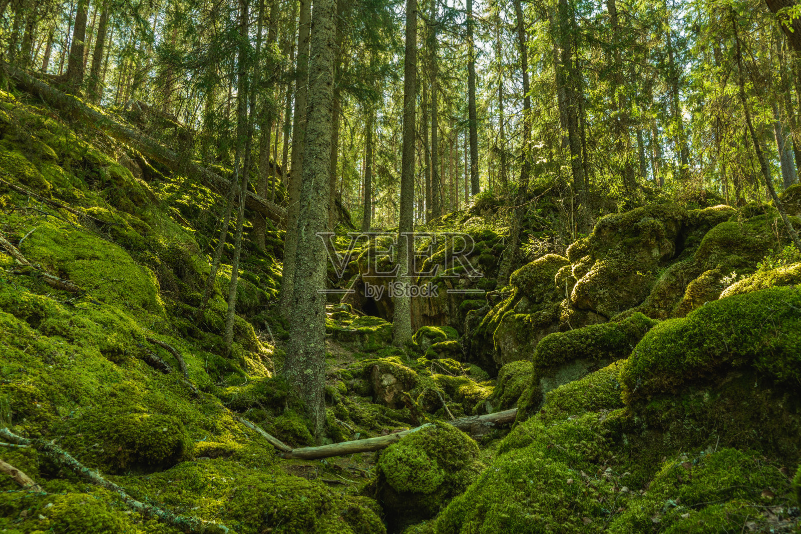在瑞典的山坡上长满苔藓的野生森林照片摄影图片