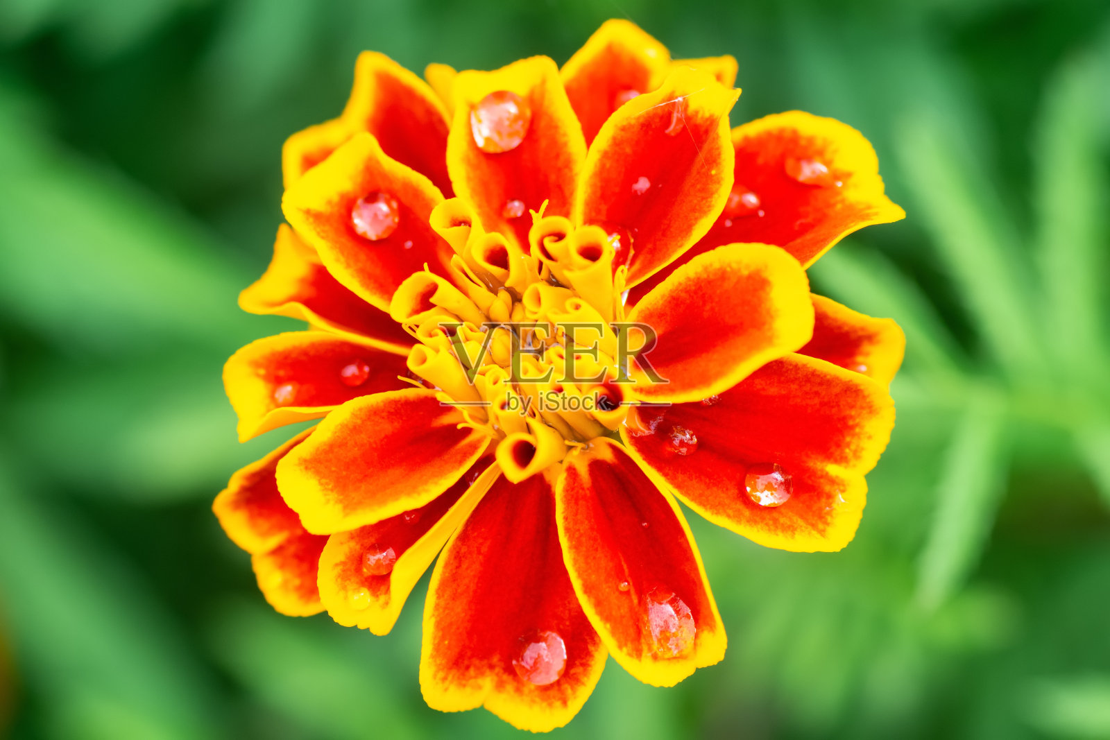 花的背景照片摄影图片