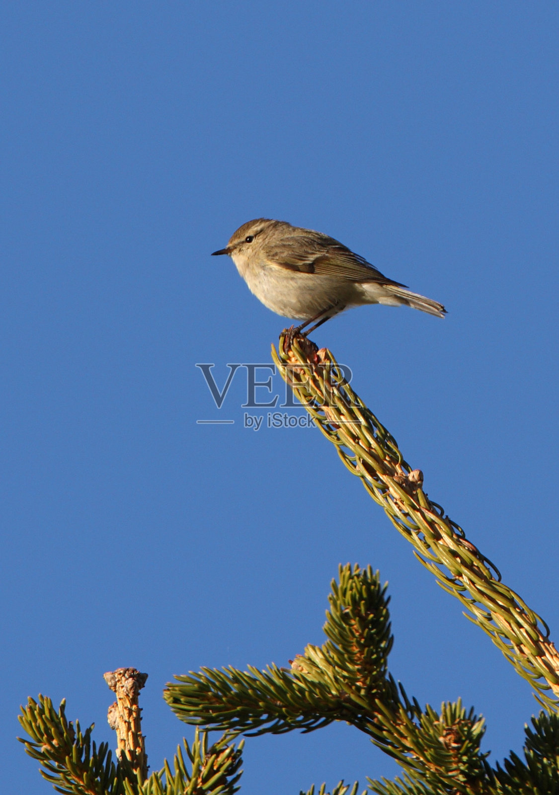 休谟的柳莺照片摄影图片