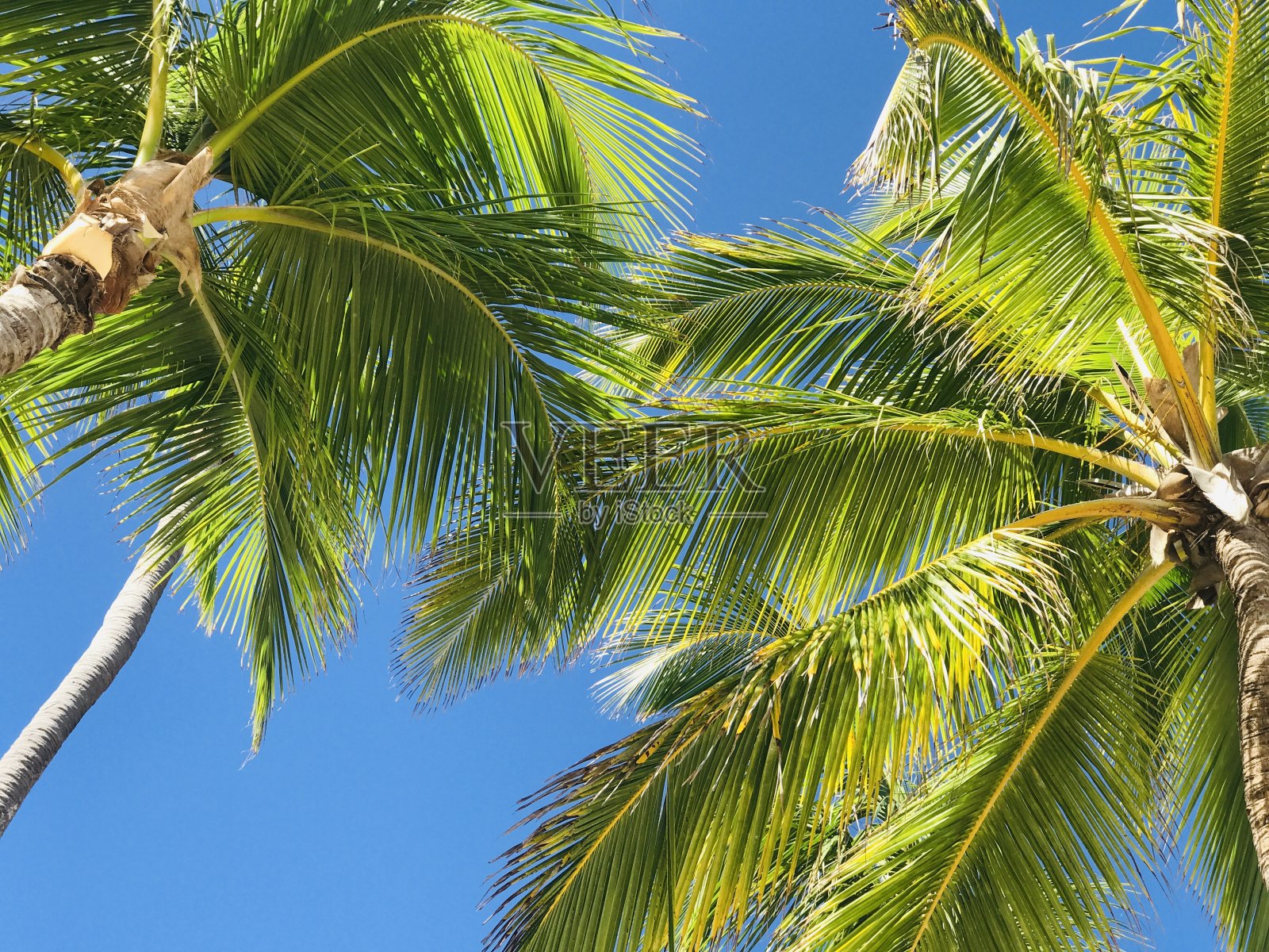 在巴伐罗，蓬塔卡纳，多米尼加共和国的棕榈树，夏天的海滩氛围，旅游照片摄影图片