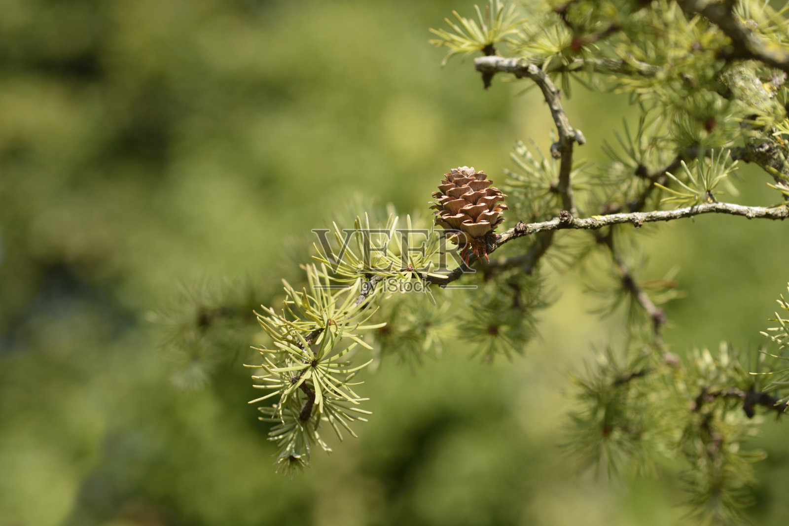 落叶松戴安娜照片摄影图片