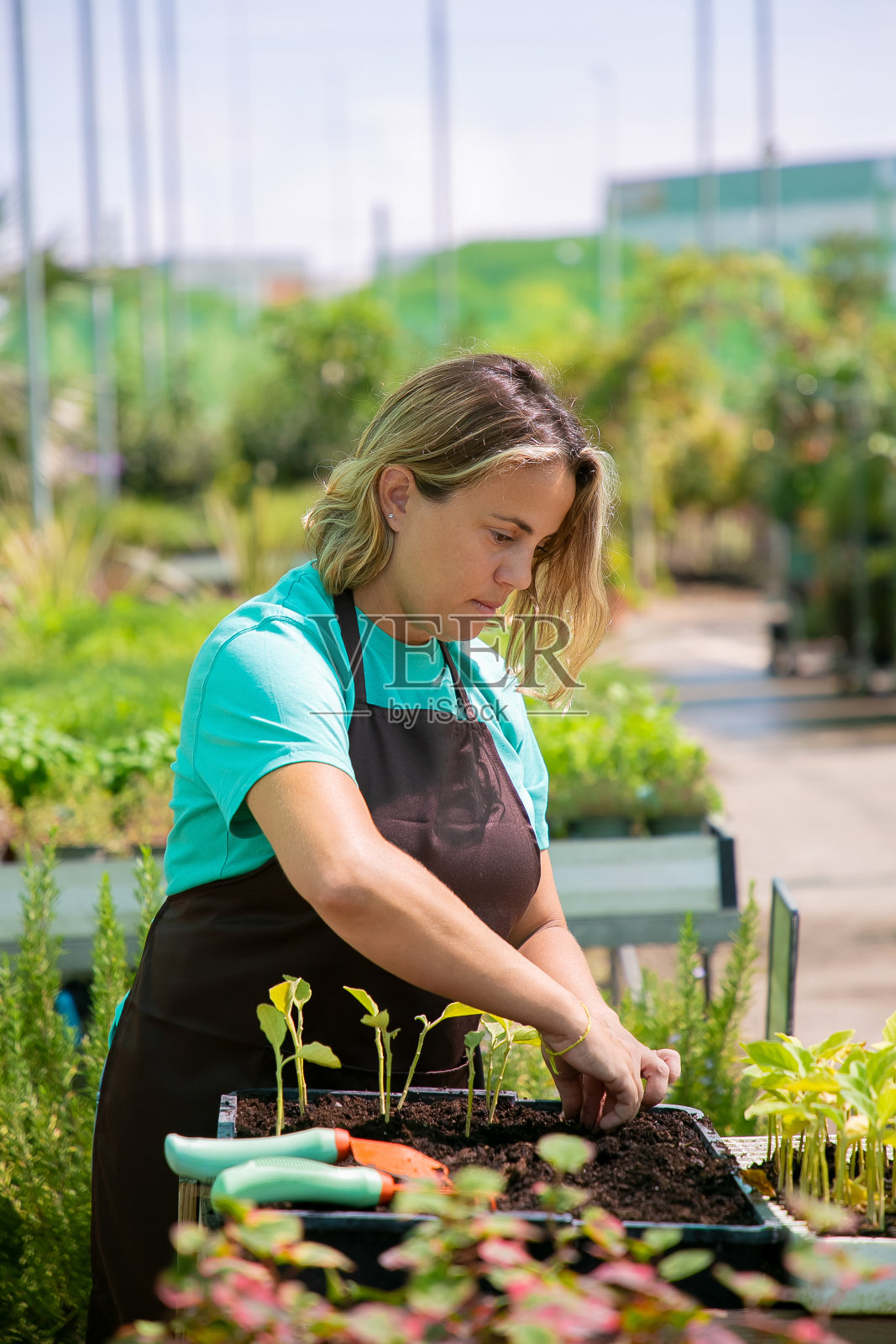 专注育苗的女性专业园丁照片摄影图片