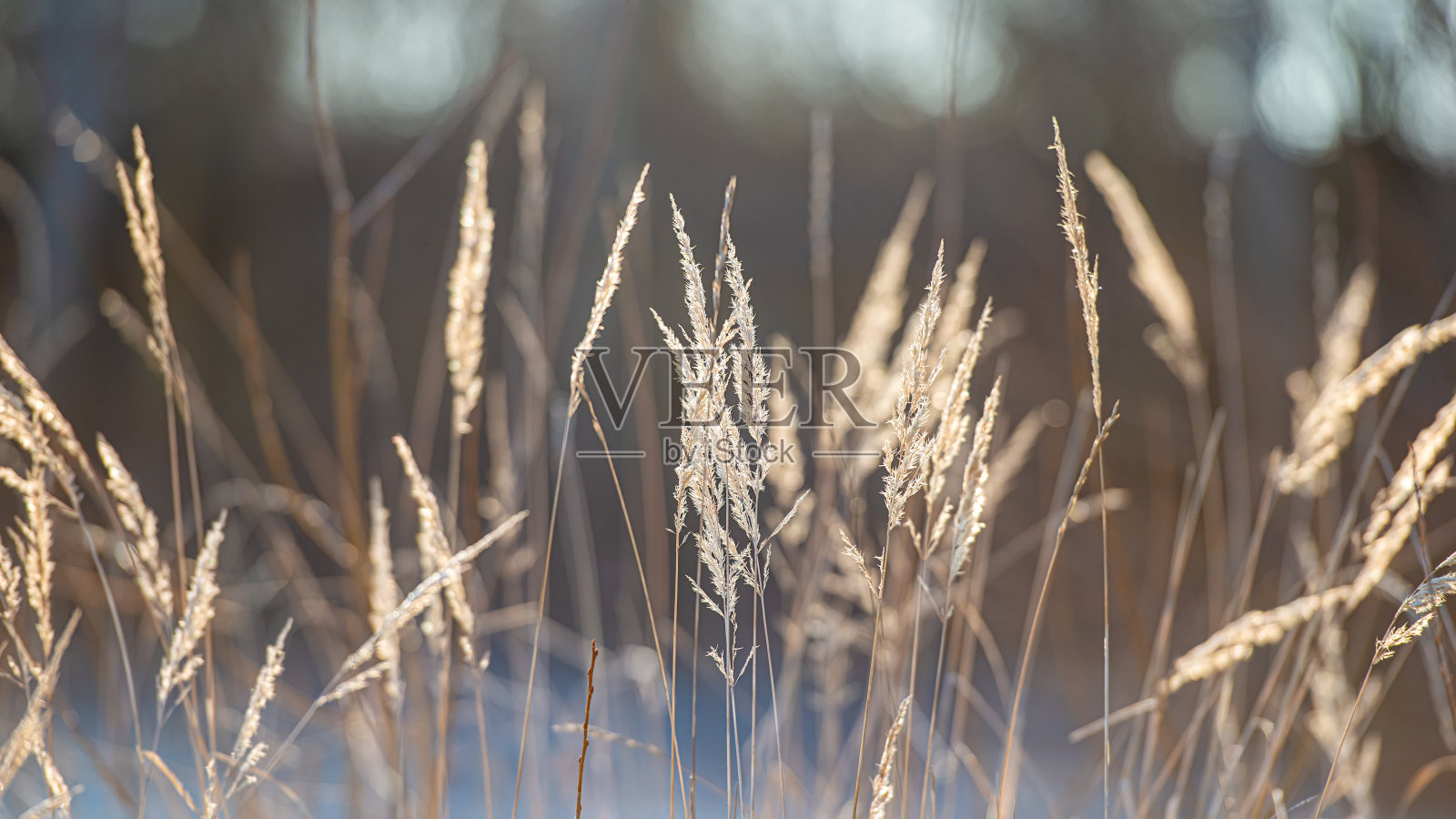 阳光下的干草穗。照片摄影图片